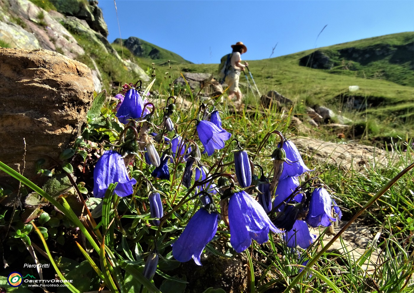21 Campanula di Scheuchzer (Campanula scheuchzeri).JPG